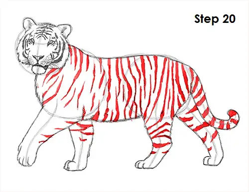 Tiger Drawing 20 Draw Tiger 20