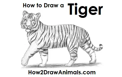 Tiger Drawing Draw Tiger
