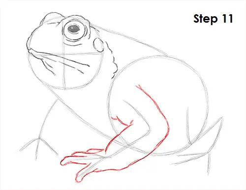 Toad Drawing 11 Draw Toad 11