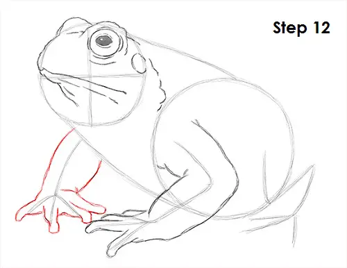 Toad Drawing 12 Draw Toad 12