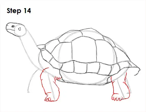How to Draw a Tortoise
