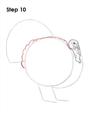 How to Draw a Turkey 10 Draw a Turkey 10