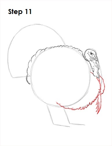 How to Draw a Turkey 11 Draw a Turkey 11
