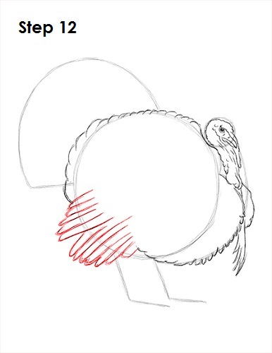How to Draw a Turkey 12 Draw a Turkey 12
