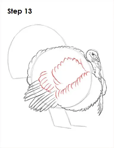 How to Draw a Turkey 13 Draw a Turkey 13
