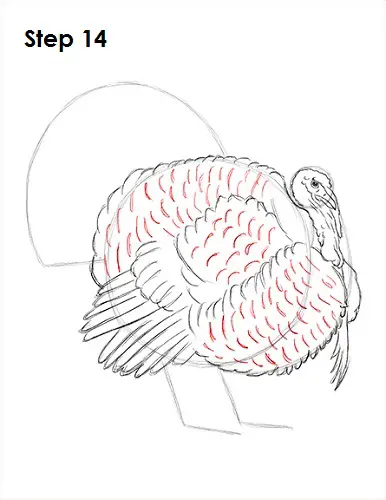 How to Draw a Turkey 14 Draw a Turkey 14