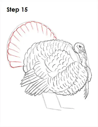 How to Draw a Turkey 15 Draw a Turkey 15