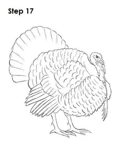 How to Draw a Turkey 17 Draw a Turkey 17