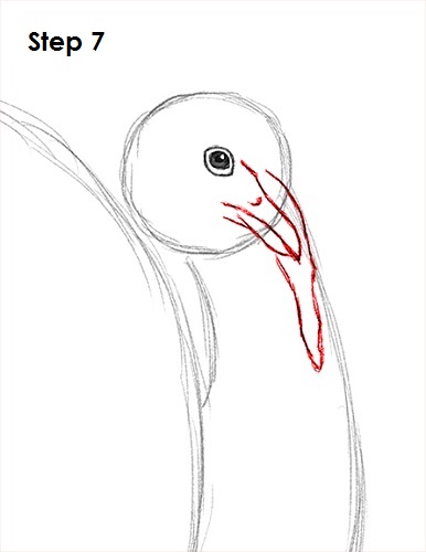 How to Draw a Turkey 7 Draw a Turkey 7
