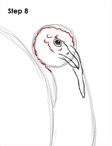 How to Draw a Turkey 8 Draw a Turkey 8