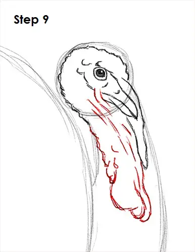 How to Draw a Turkey 9 Draw a Turkey 9
