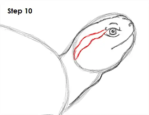 Turtle Drawing 10 Draw Turtle 10