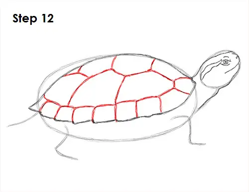 Turtle Drawing 12 Draw Turtle 12