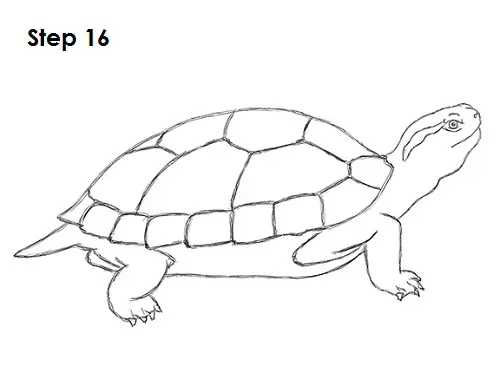 Turtle Drawing 16 Draw Turtle 16