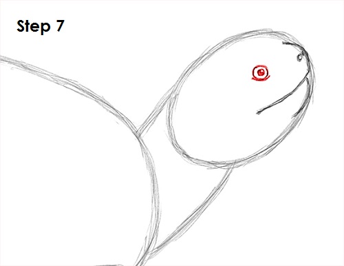 Turtle Drawing 7 Draw Turtle 7