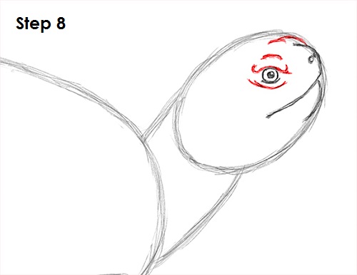 Turtle Drawing 8 Draw Turtle 8