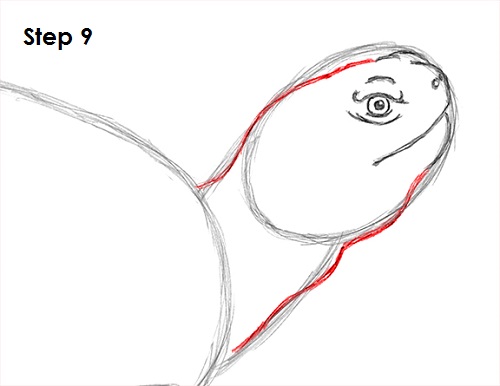 Turtle Drawing 9 Draw Turtle 9