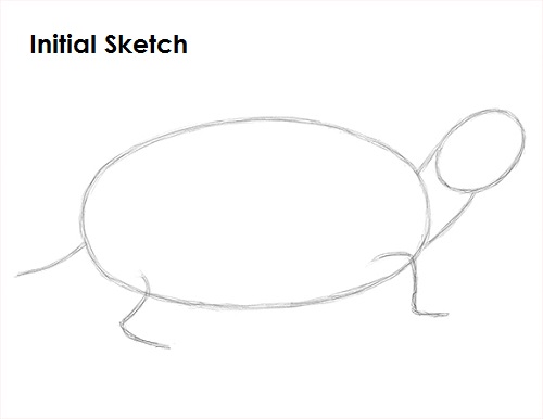 Turtle Drawing Sketch Draw Turtle Sketch