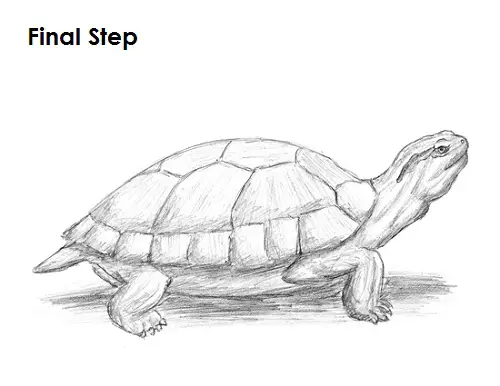 Turtle Drawing Final Draw Turtle Last