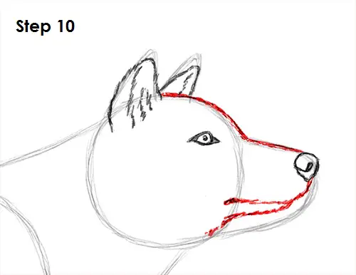 Gray Wolf Drawing 10 Draw Gray Wolf 10