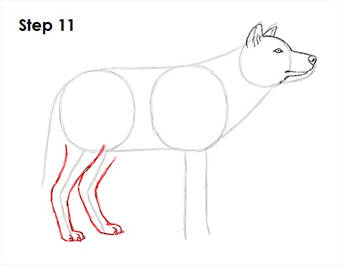 Gray Wolf Drawing 11 Draw Gray Wolf 11