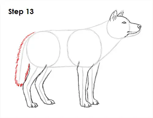 Gray Wolf Drawing 13 Draw Gray Wolf 13