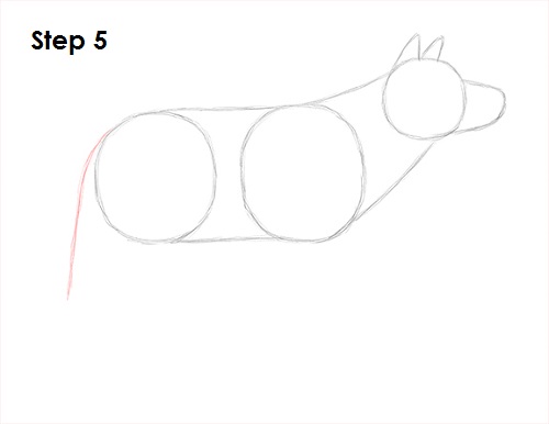 Gray Wolf Drawing 5 Draw Gray Wolf 5