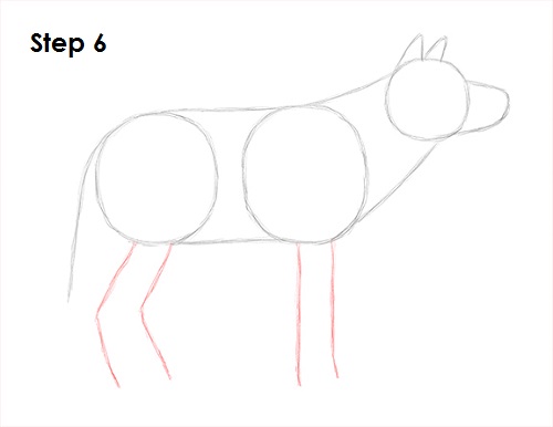 Gray Wolf Drawing 6 Draw Gray Wolf 6