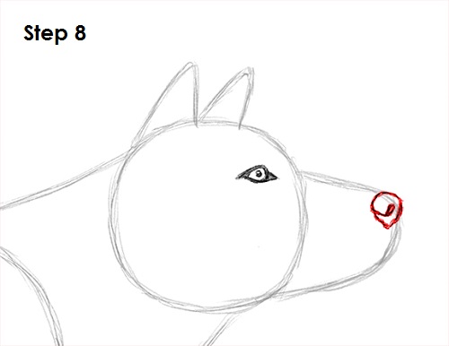 Gray Wolf Drawing 8 Draw Gray Wolf 8