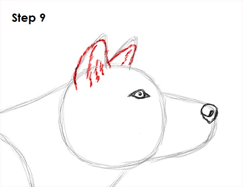 Gray Wolf Drawing 9 Draw Gray Wolf 9