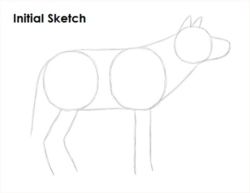 Gray Wolf Drawing Sketch Draw Gray Wolf Sketch