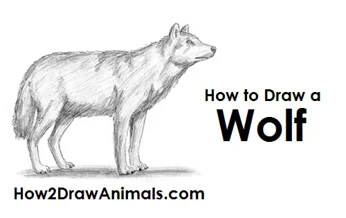 Gray Wolf Drawing Draw Gray Wolf
