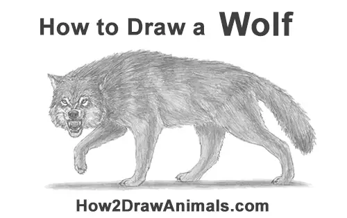 how to draw a wolf snarling