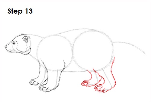 Wolverine 13 Draw Wolverine 13