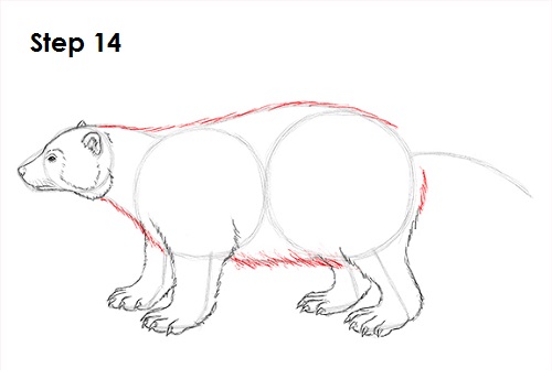 Wolverine 14 Draw Wolverine 14
