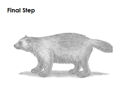 draw wolverine last