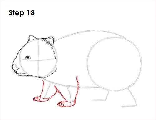 Wombat 13 Draw Wombat 13