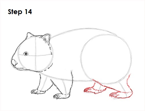 Wombat 14 Draw Wombat 14