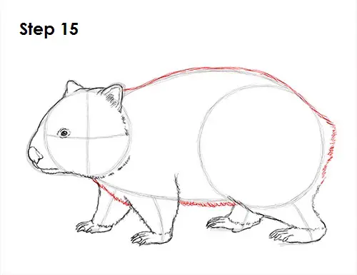Wombat 15 Draw Wombat 15