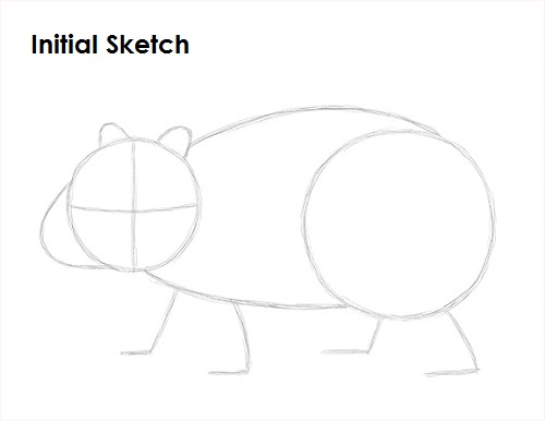 Wombat Drawing Draw Wombat