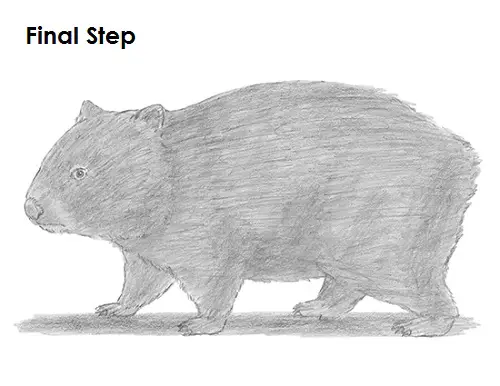 Wombat Drawing Draw Wombat