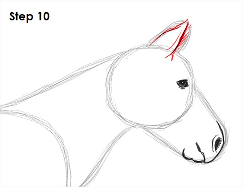 Zebra Drawing 10 Draw Zebra 10