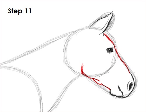 Zebra Drawing 11 Draw Zebra 11