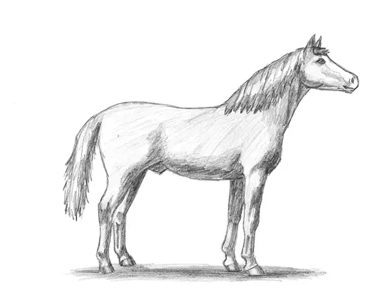 Draw Arabian Horse Draw Arabian Horse