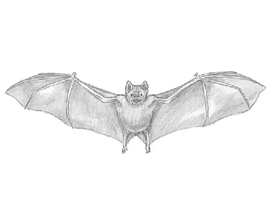 how to draw a bat