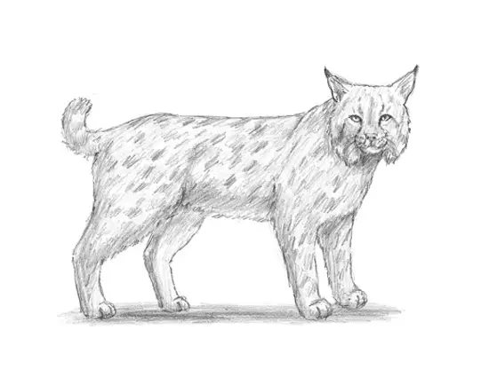 home how2drawanimals