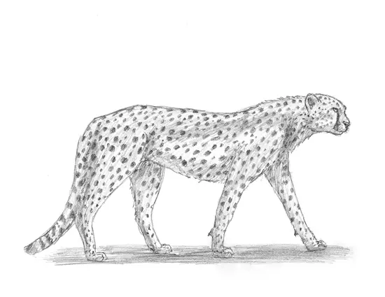 home drawing pic