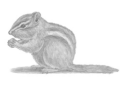 home how2drawanimals