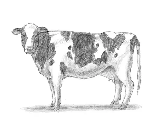 Line Drawing Cow : How to draw a cow