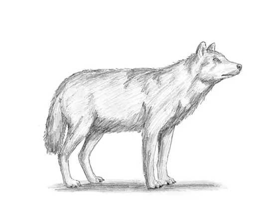 How to Draw a Gray Wolf How to Draw a Gray Wolf